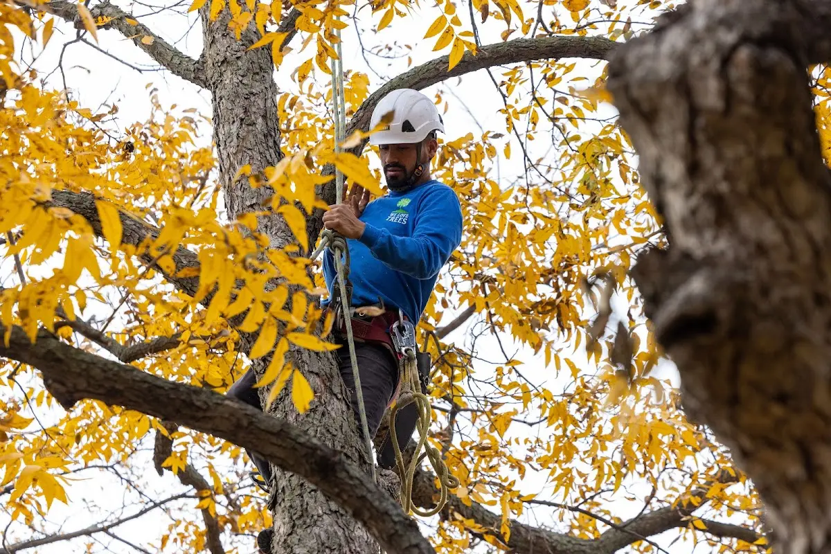Skilled Tree Pruning crew working in Hastings